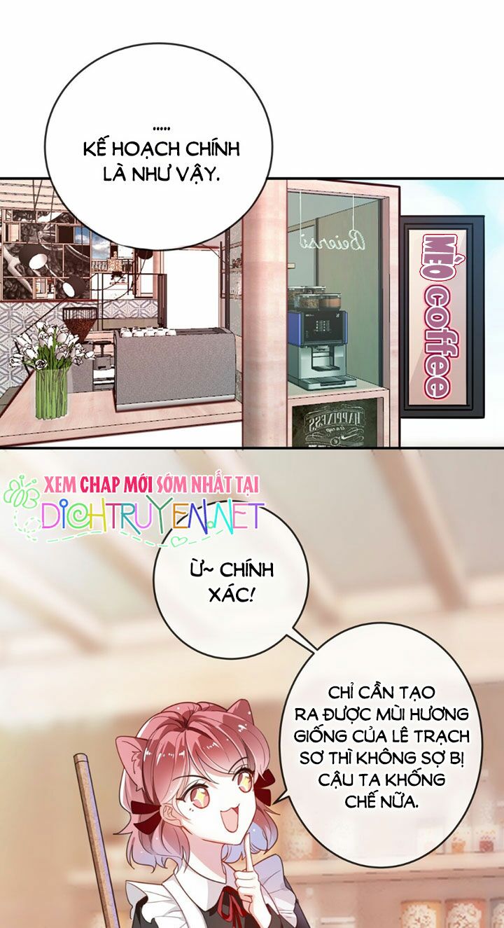 Em là bạc hà mèo của tôi: Chapter 11