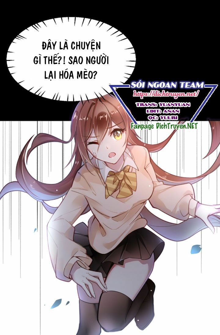 Em là bạc hà mèo của tôi: Chapter 2