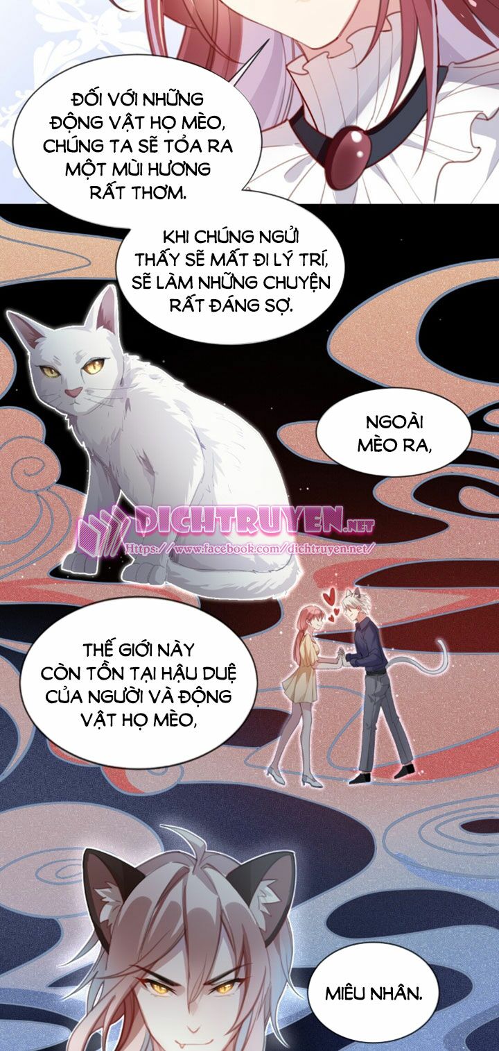 Em là bạc hà mèo của tôi: Chapter 2