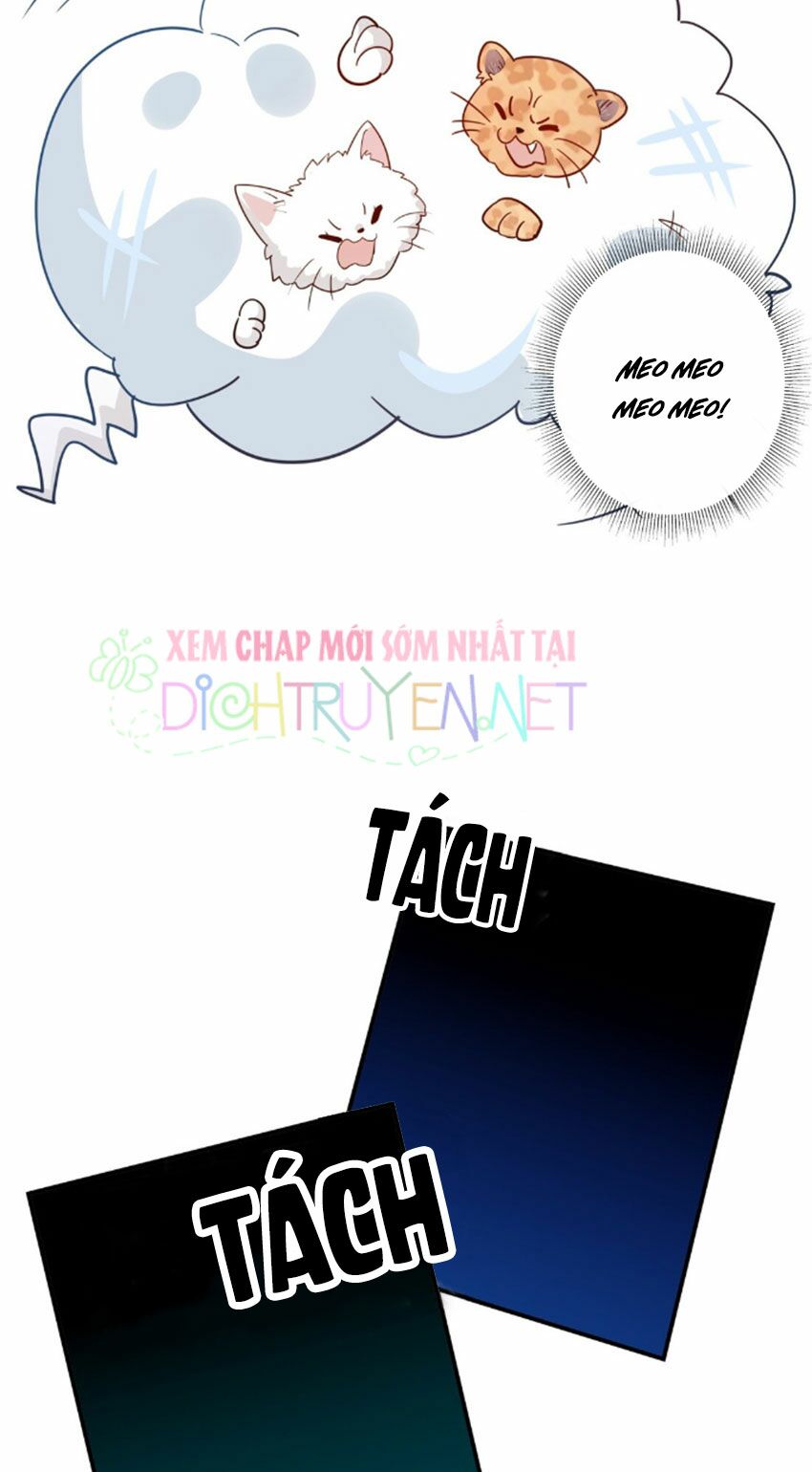 Em là bạc hà mèo của tôi: Chapter 30