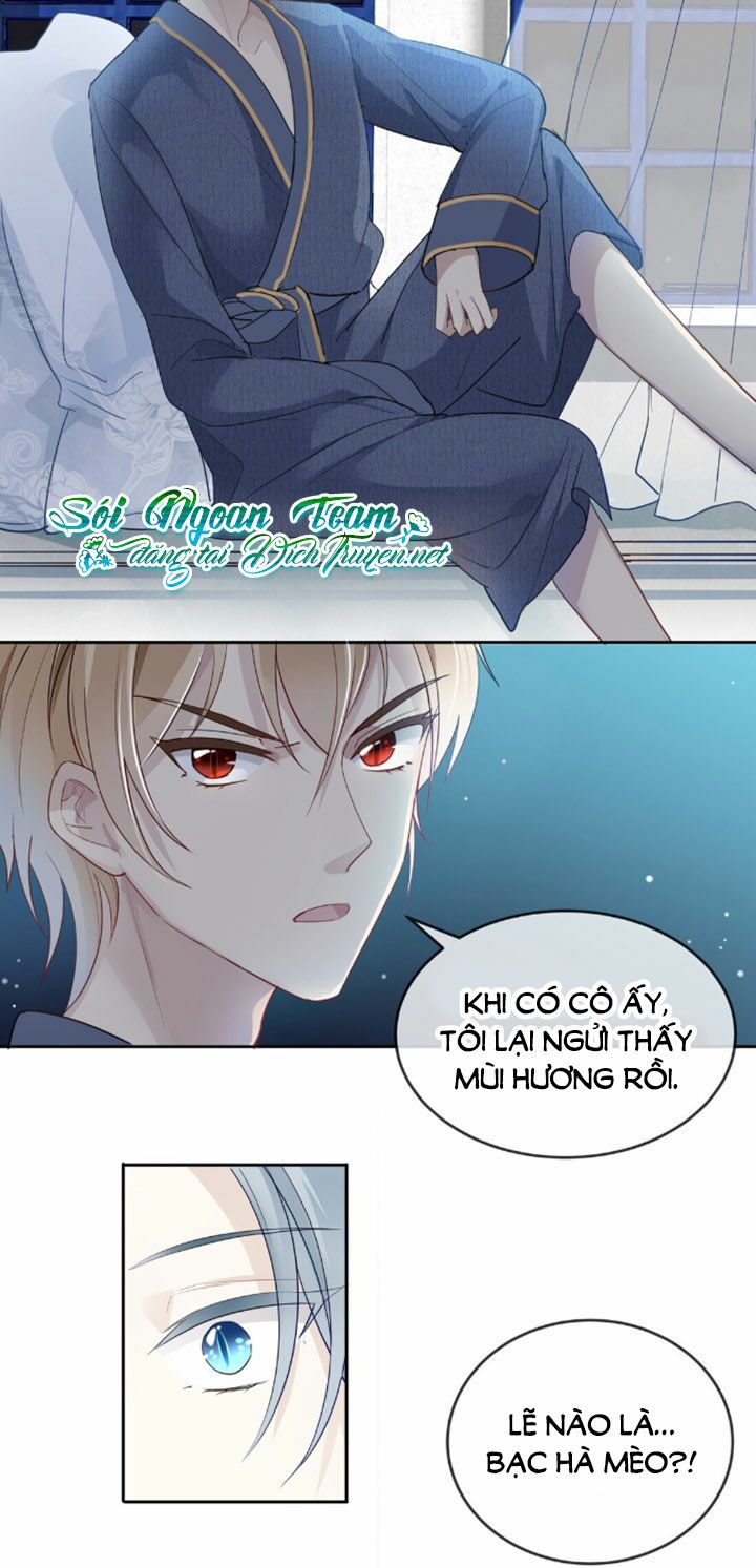 Em là bạc hà mèo của tôi: Chapter 4