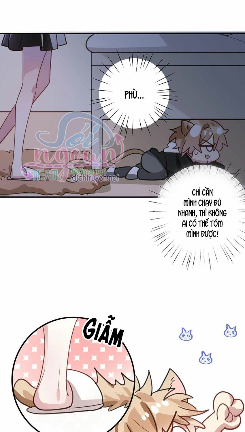 Em là bạc hà mèo của tôi: Chapter 43