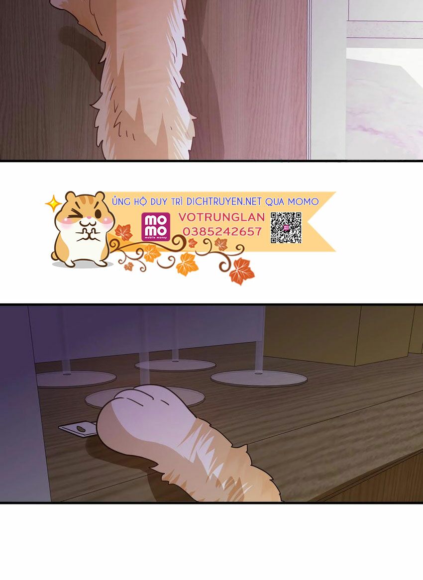 Em là bạc hà mèo của tôi: Chapter 50