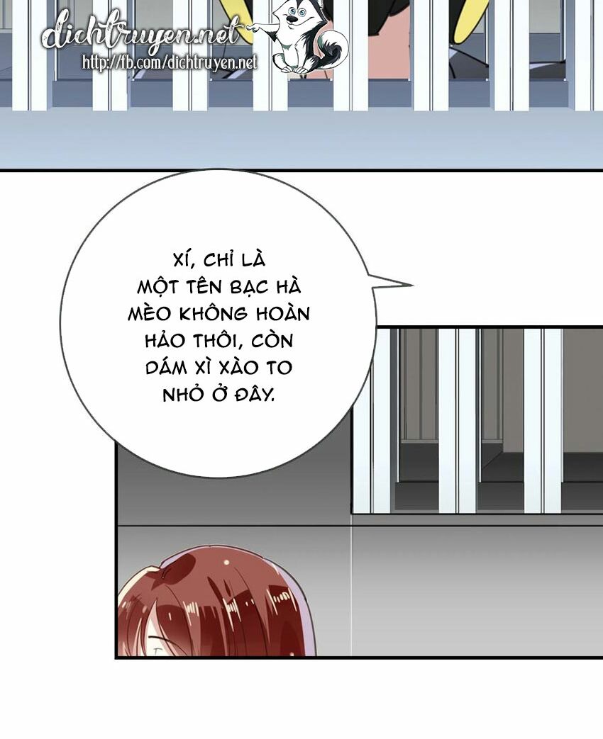Em là bạc hà mèo của tôi: Chapter 51
