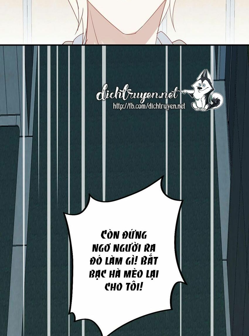 Em là bạc hà mèo của tôi: Chapter 52