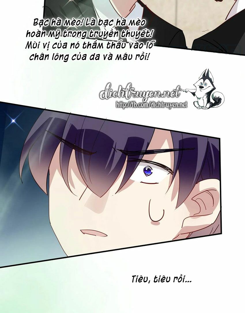 Em là bạc hà mèo của tôi: Chapter 52