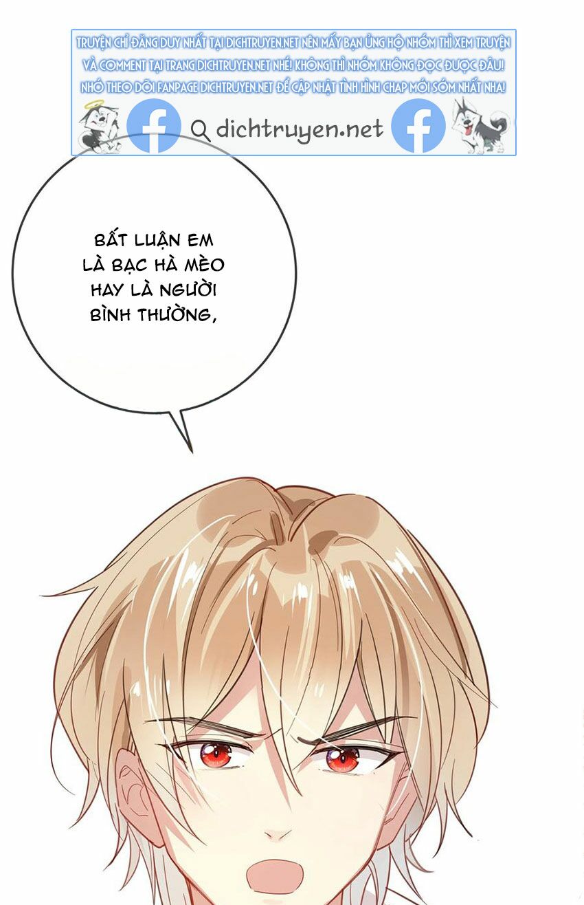 Em là bạc hà mèo của tôi: Chapter 52