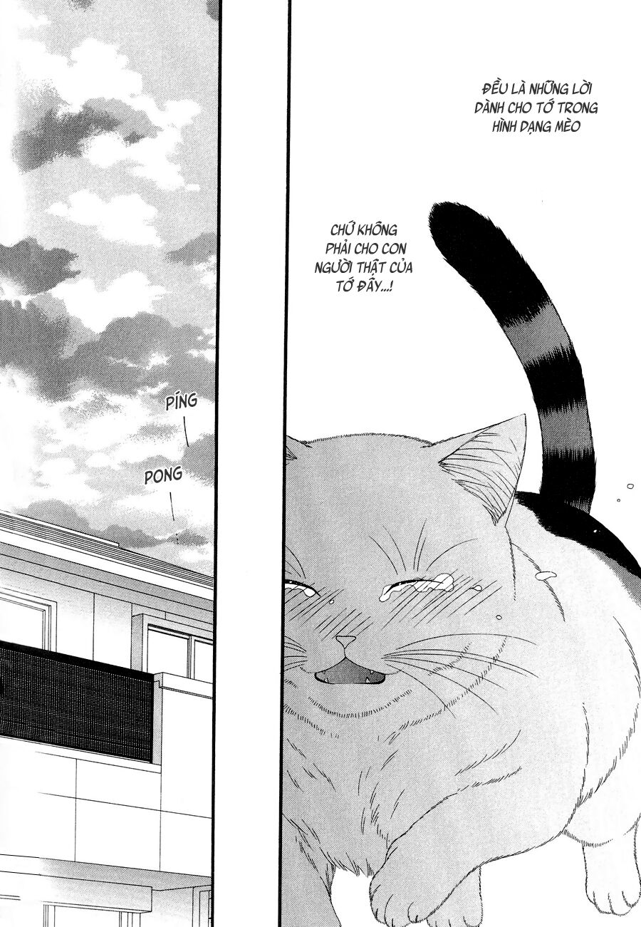 Neko Neko Honey: Chapter 11