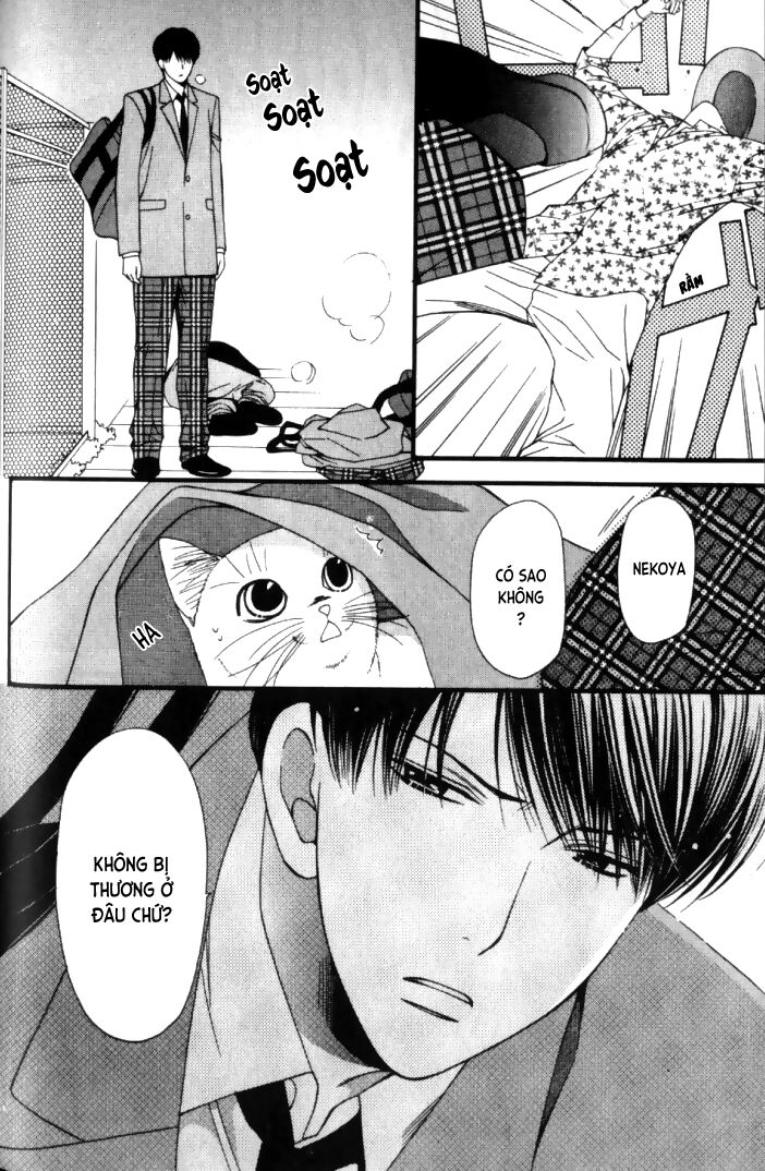 Neko Neko Honey: Chapter 6